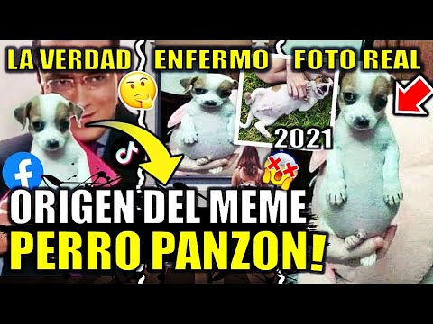 Perrito panzon - ORIGEN del MEME | La VERDAD + EXPLICACION | Perro original todo chiquito y panson