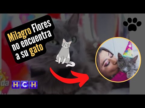 Milagro Flores busca desesperadamente a su gatito TOM