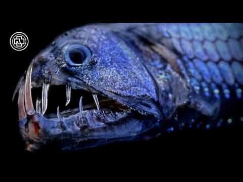 Rammstein - Laichzeit (FULL COVER)