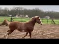 Dressage pony Drie jarige welsh hengst
