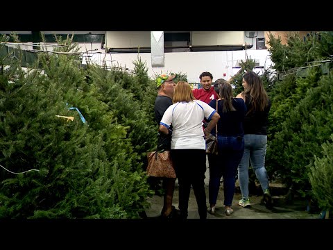 Panameños ya comienzan a comprar sus arbolitos de Navidad