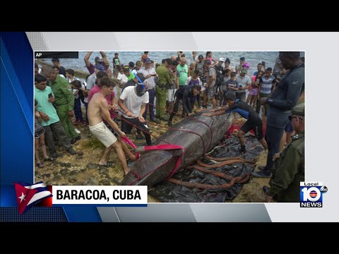 Cubans try to help beached whale in Baracoa