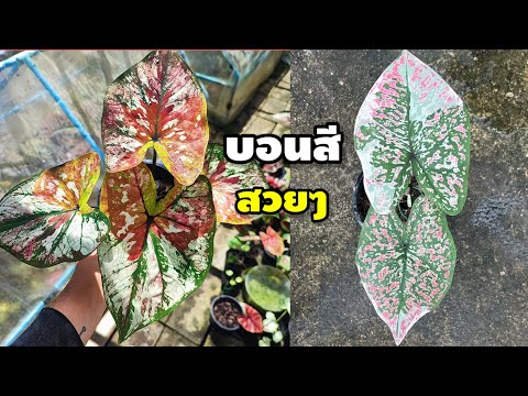 แบ่งปันบอนสีแบบไม่ได้ตั้งใจ|เบ