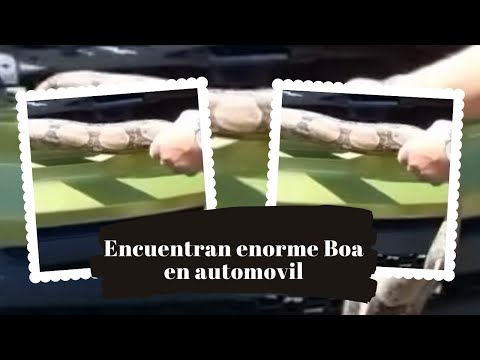Enorme Boa fue encontrada en un vehiculo en San German