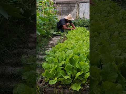 ผักปลอดสารพิษ บ้านน้องปลายฝน กับข้าวบ้านสวน.ปลูกผักกินเองgardenเกษตรผสมผสานfarmingเกษตรสว