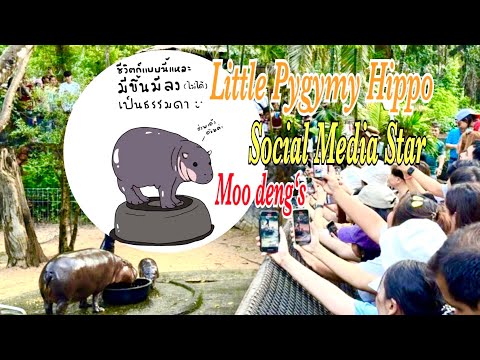 LittlePygmyHippo🦛MooDengi