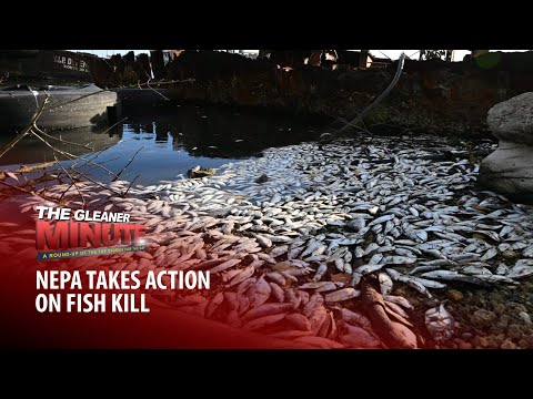 THE GLEANER MINUTE: NEPA takes action on fish kill | Alleged scammers nabbed | Solar lamp for homes