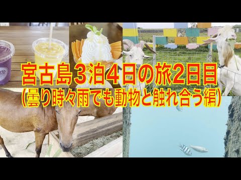 宮古島３泊４日の旅２日目（曇り時々雨でも動物と触れ合う編）