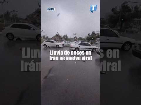 Lluvia de peces en Irán se vuelve viral  #shortvideo