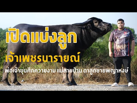 เจ้าเพชรนารายณ์ปู่เจ้าหนุ่ม(ก