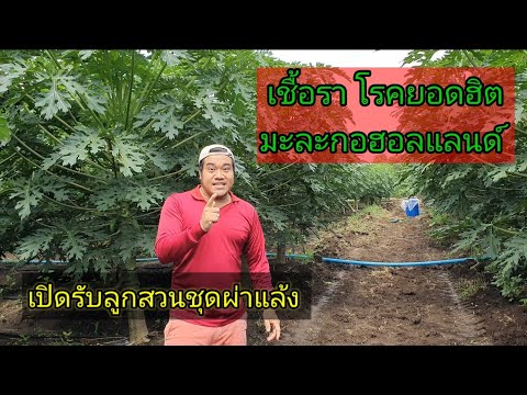 เชื้อราโรคยอดฮิต-ช่วงหน้าฝนเสี เชื้อราโรคยอดฮิต-ช่วงหน้าฝนเสี