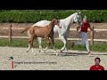 Show jumping horse TEAGEN V/H REUKENIS Z