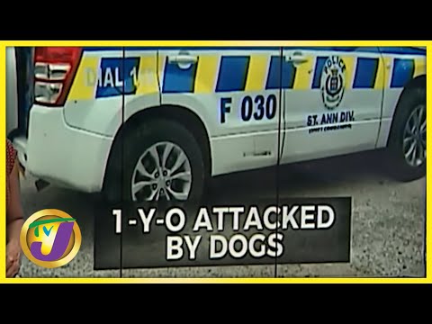 1 Yr Old Attacked by Dogs in St. Ann Jamaica | TVJ News - June 24 2021
