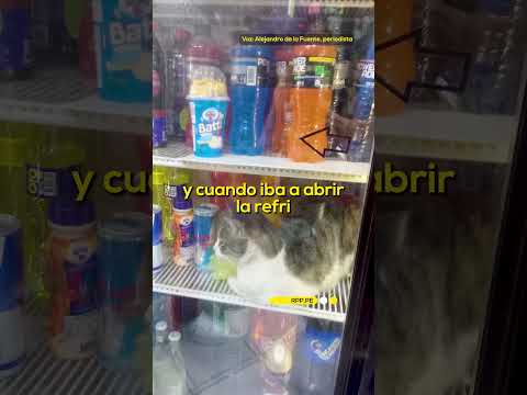 Surquillo: gato entra a refrigeradora de tienda para escapar del calor #RPP #Gatos #Calor #Perú