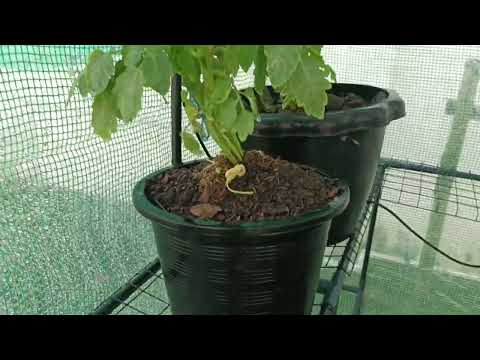 โรงเรือนปลูกต้นไม้Ep2