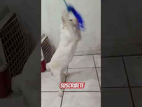 GATITO CON SU PIÑATA #viral #shorts #subscribe