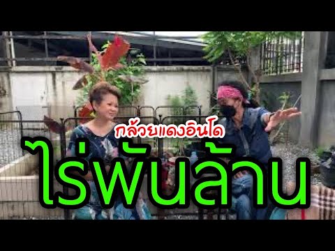พูดคุยกับเจ้าของสวนไร่พันล้าน พูดคุยกับเจ้าของสวนไร่พันล้าน