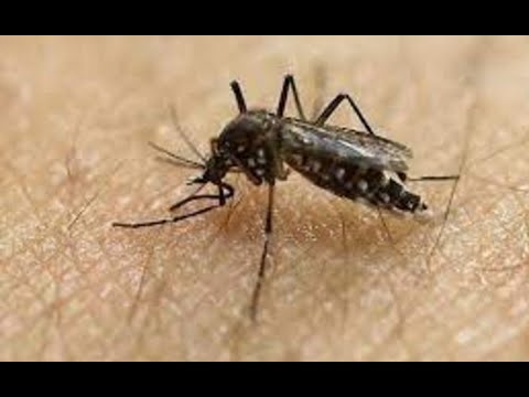 Lluvias incrementan riesgo de contraer Zika, dengue y Chikinguya.