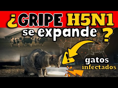 ¡ALERTA! GRIPE AVIAR H5N1 SE EXPANDE EN EEUU - SE REPORTAN GATOS INFECTADOS POR LECHE DE VACA !!!