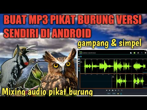 CARA BUAT MP3 PIKAT BURUNG VERSI SENDIRI || SUARA PIKAT BURUNG PALING AMPUH