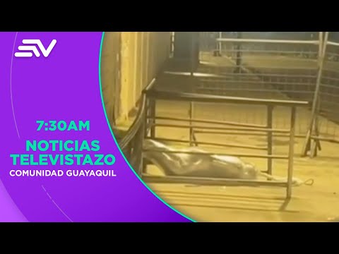 Reos lanzan cadáver embalado desde la cárcel hacia la calle en Machala | Televistazo en la Comunidad