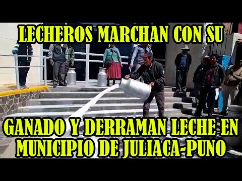 LECHEROS PROTESTAS CON SU GANADOS CONTRA AUTORIDADES DE JULIACA POR NO EJECUTAR SU PROYECTO..