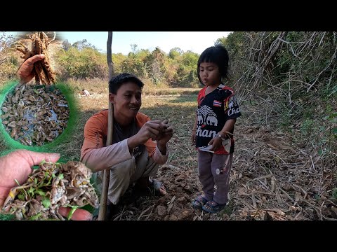 ແກງຂຽດຂາຄຳອີກແລ້ວ|แกงเขียดขา