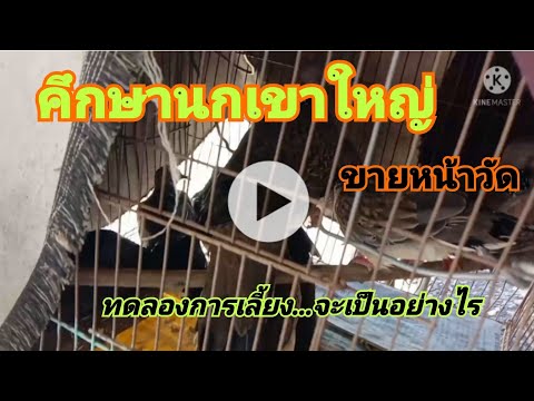 นกเขาใหญ่หน้าวัด(กลุ่มคนรักนกเ นกเขาใหญ่หน้าวัด(กลุ่มคนรักนกเ