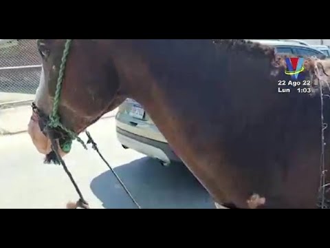 Alcalde decomisa caballo por maltrato animal