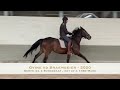 Springpaard GVine - 2020 - Gemini dochter uit 1m60 springkampioene