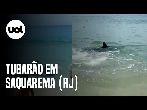 Tubarão é visto nadando próximo à faixa de areia em Saquarema (RJ)