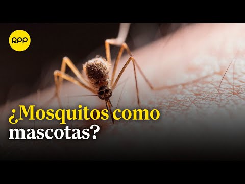 ¿Qué significa el término 'mosquito mascota'? | Salud