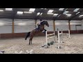 Show jumping horse Brave and Competitive 1.30 jumper for Sale!