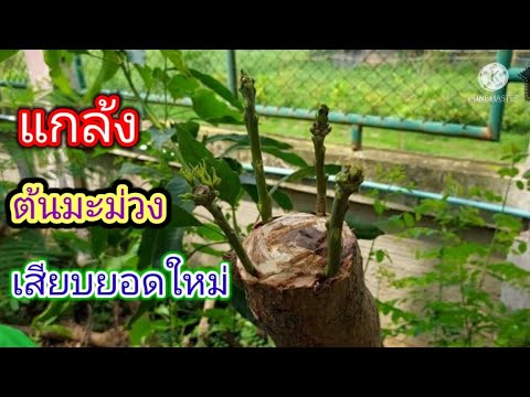 เสียบ-ยอดมะม่วงตอใหญ่-ติดเร็ว- เสียบ-ยอดมะม่วงตอใหญ่-ติดเร็ว-