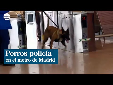 Adiestramiento de futuros perros policía en el metro de Madrid