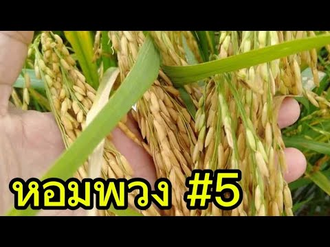 หอมพวง5|แปลงนาครูอิ๊ด​|ข้า