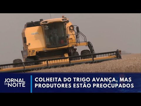 Quebra na safra de trigo preocupa produtores no Paraná