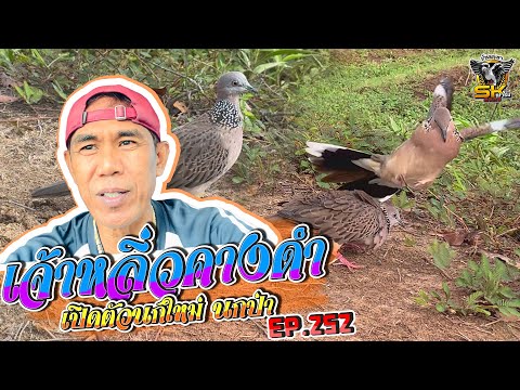 ต่อนกเขาใหญ่|หลิ่วคางดำ|เป