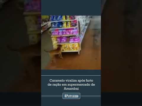 Caramelo viraliza após furto de ração em supermercado de Amambai