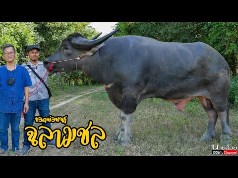 ฉลามชล-พ่อพันธุ์ควายไทยไซส์ยัก ฉลามชล-พ่อพันธุ์ควายไทยไซส์ยัก