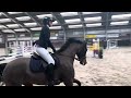 Show jumping horse Voorzichtig springpaard te koop ( Baltic VDL x Veron )