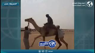 الراعي توهق مع الابل