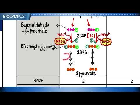 ติวCellularrespirationEP2