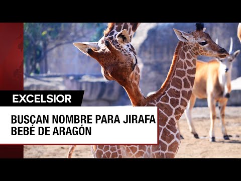 Recién nacida jirafa en el Zoológico de Aragón se adapta al lugar