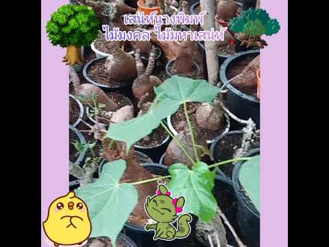 ไม้มหาเสน่ห์-ไม้มงคล-เสน่ห์นาง ไม้มหาเสน่ห์-ไม้มงคล-เสน่ห์นาง