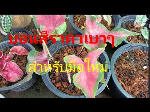 อับเดลราคาบอนสี-ครับ อับเดลราคาบอนสี-ครับ