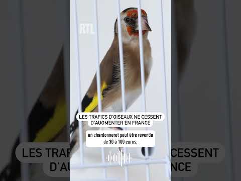 Les trafics d’oiseaux ne cessent d'augmenter en France