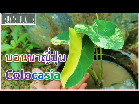 ไม้ด่างสร้างรายได้-ไม้โตไว-บอน ไม้ด่างสร้างรายได้-ไม้โตไว-บอน