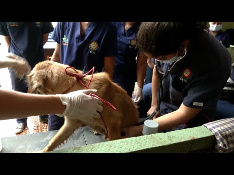 Más de 200 peludos rescatados recibieron atención veterinaria gratuita