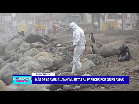 Huanchaco: Más de 60 aves guaynay muertas al parecer por gripe aviar